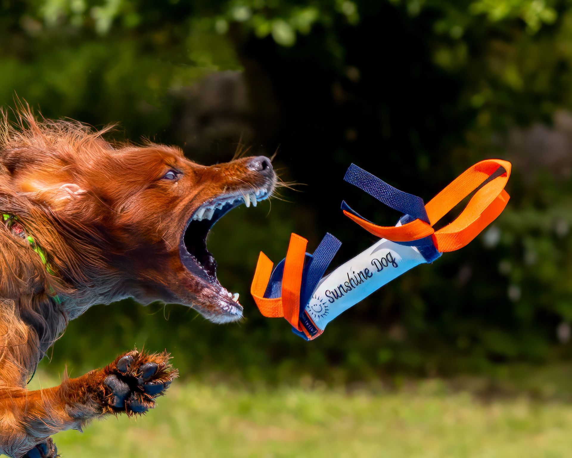 Dock diving action photography at Splash Town Warwick